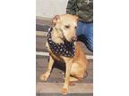 Cadence, Labrador Retriever For Adoption In Dana Point, California