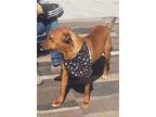 Harmony, Labrador Retriever For Adoption In Dana Point, California