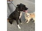 B Betty, American Pit Bull Terrier For Adoption In Kellogg, Idaho