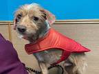 Jake, Terrier (unknown Type, Small) For Adoption In Durham, North Carolina