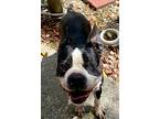 Shaymus Shaw - 3526sc, Boston Terrier For Adoption In Maryville, Tennessee