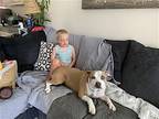 Darla, American Pit Bull Terrier For Adoption In Dana Point, California