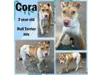 Adopt Cora a Bull Terrier
