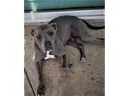 Beau, American Staffordshire Terrier For Adoption In Dana Point, California