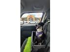 Gibbs, Jack Russell Terrier For Adoption In Dana Point, California