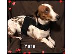 Yara And Zuri, Dachshund For Adoption In Green Cove Springs, Florida