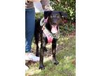 Kylie, Labrador Retriever For Adoption In Dana Point, California