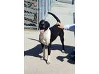 Adopt 23-1030 "Oreo" a German Shorthaired Pointer, Pit Bull Terrier