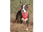 Berkley, Boston Terrier For Adoption In Dana Point, California