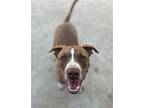 Apache, Labrador Retriever For Adoption In Dana Point, California