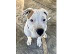 Diggs, American Pit Bull Terrier For Adoption In Dana Point, California