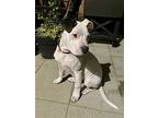 Wilson, American Pit Bull Terrier For Adoption In Dana Point, California