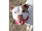 Adopt Bunny (AO30547) a Pit Bull Terrier, Mixed Breed