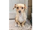 Sampson, Jack Russell Terrier For Adoption In Dana Point, California