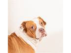 Sandy, American Pit Bull Terrier For Adoption In Rowlett, Texas