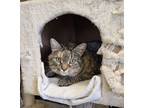 Adopt QJ a Domestic Short Hair