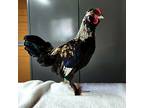 Clovis, Chicken For Adoption In Monterey, California