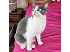 Stevie, Domestic Shorthair For Adoption In Rutherfordton, North Carolina