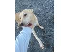 Charlotte, Labrador Retriever For Adoption In Herndon, Virginia