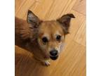 Adopt Margo a Pomeranian, Mixed Breed