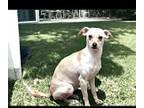 Missy, Jack Russell Terrier For Adoption In Oceanside, California