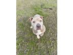 Loribelle, American Staffordshire Terrier For Adoption In Tulare, California
