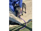 Kershaw, Labrador Retriever For Adoption In Tulare, California