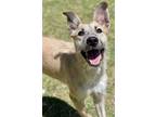 Adopt Rylee a Terrier