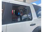 Labrador Retriever Puppy for sale in Provo, UT, USA