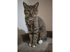 Annie, American Shorthair For Adoption In San Diego, California