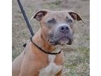 Eddie, Staffordshire Bull Terrier For Adoption In Byron, Georgia