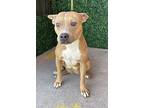 Matilda, American Pit Bull Terrier For Adoption In El Paso, Texas