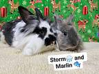 Storm And Marlin, Lionhead For Adoption In Melbourne, Florida