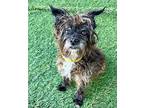 Malita, Cairn Terrier For Adoption In Creston, California