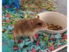 Zed, Hamster For Adoption In Oceanside, California