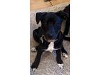 Berry, Labrador Retriever For Adoption In Littleton, Colorado