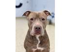 Graham, American Pit Bull Terrier For Adoption In Columbia City, Indiana