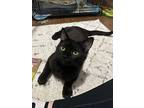Spooky, Domestic Shorthair For Adoption In Hickory Hills, Illinois