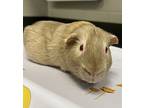 Fitz * Bonded With Snickers*, Guinea Pig For Adoption In Sheboygan, Wisconsin