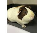 Snickers * Bonded With Fitz*, Guinea Pig For Adoption In Sheboygan, Wisconsin