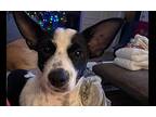 Pete, Rat Terrier For Adoption In Richardson, Texas