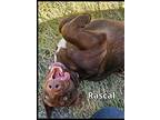 Rascal, Dachshund For Adoption In Green Cove Springs, Florida