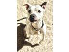 Adopt Harlynn a Pit Bull Terrier, Mixed Breed