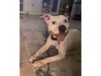 Adopt Harlynn a Pit Bull Terrier, Mixed Breed