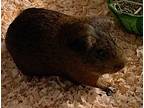 Samson, Guinea Pig For Adoption In Williston, Florida