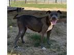 Adopt Gia a American Bully