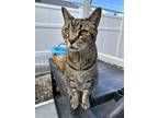 Malcolm, Domestic Shorthair For Adoption In Venice, Florida