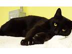 Enok / Panther, Domestic Shorthair For Adoption In Osage Beach, Missouri
