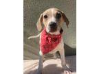 Adopt Lucille a Hound