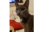 Pebbles, Russian Blue For Adoption In Walnut Creek, California